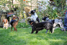 Dringend gesucht: Pflegestellen f�r Hunde im Siebengebirge