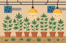 Illegale Cannabisplantagen aufgedeckt – Sieben Festnahmen bei Großeinsatz in vier Bundesländern