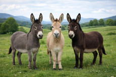 Mit Eseln ins Jubil�umsjahr: Bildungsprogramm 2026 im Haus Felsenkeller startet