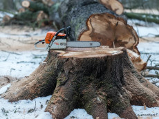 Baumf�llarbeiten an der K 19: Vollsperrung zwischen Astert und L�tzelau