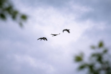 Gefl�gelpest in Rheinland-Pfalz: 26 Nachweise bei Wildv�geln seit Jahresbeginn