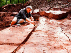 Fossilienfund in der Westpfalz: 300 Millionen Jahre alte Skelette unterm Gro�-CT