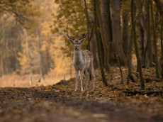 Mehr als 22.000 Wildunf�lle in Rheinland-Pfalz: LKA gibt Verhaltenstipps