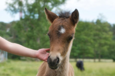 Kinderfest in Freudenberg: Abenteuer mit Paw Patrol und Ponys