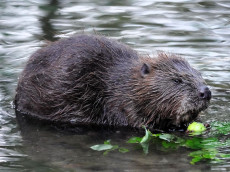 Unterwegs auf den Spuren des Bibers am 12. April 2026