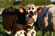 Kontroverse um PETA-Auszeichnung: BWV hebt regionale Landwirtschaft hervor