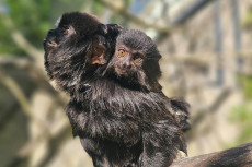 Junges Springtamarin sorgt f�r Aufregung im Zoo Neuwied