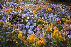 Seniorenteam Aktiv aus Erpel verschnert Ortsbild mit LEADER-Frderung