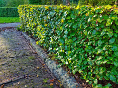 Baum- und Heckenschnitt: Was Hobbyg�rtner in Rheinland-Pfalz wissen m�ssen