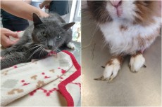 Einfach vergessen: Hilflose Tiere ihrem Schicksal �berlassen