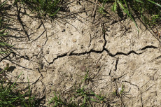 Trockenheit in Rheinland-Pfalz: Fünf Tipps zum Schutz von Natur und Tieren
