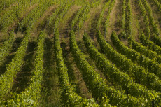 VVV Raubach ldt ein - Erlebnis fr Weinliebhaber