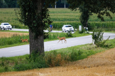 Sicher durch den Herbstverkehr: Tipps der Polizei