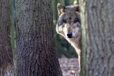 Gericht stoppt geplanten Wolfabschuss im Westerwald