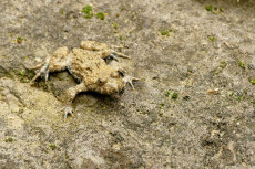 Zoos und der Kampf um bedrohte Feuchtgebiete