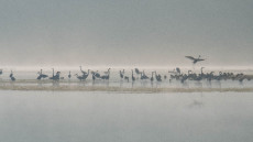 Herbstlicher Vogelzug: Naturerlebnis an der Westerw�lder Seenplatte