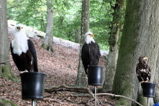Naturerlebnisse im Wildpark Westerwald: Brunftnacht und Flugvorf�hrung