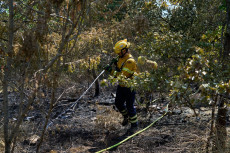 Waldbrandgefahr in Rheinland-Pfalz: Entspannung ab Mitte kommender Woche in Sicht