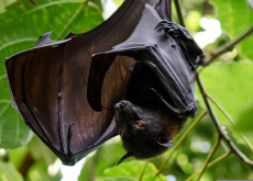 Tollwut bei Fledermaus in Rheinland-Pfalz nachgewiesen
