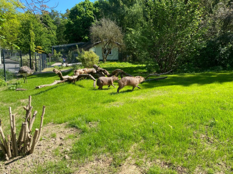 Südamerika trifft auf Australien im Zoo Neuwied: Capybaras und Nandu erobern ihr neues Zuhause