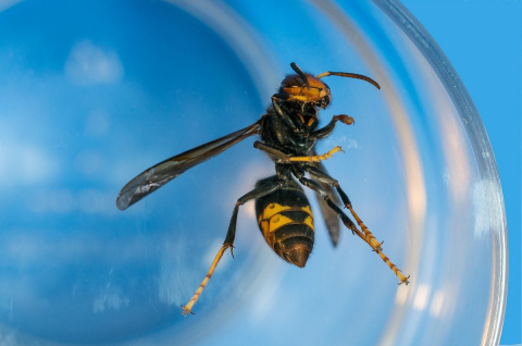 Asiatische Hornisse breitet sich auch in der Region aus: Abstand halten und melden
