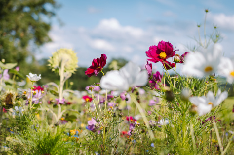 Naturgartenwettbewerb in Neuwied: Vielfalt im eigenen Garten zeigen