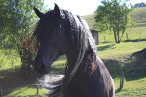 Veterinramt des Kreises Altenkirchen beschlagnahmt Pferde - Tierschutz oder Schikane?