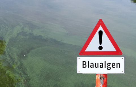 Blau- und Grünalgen belasten auch Gewässer im Westerwald
