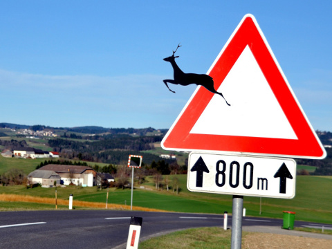 Achtung, Wildwechsel: Der Herbst fordert erh�hte Aufmerksamkeit im Stra�enverkehr
