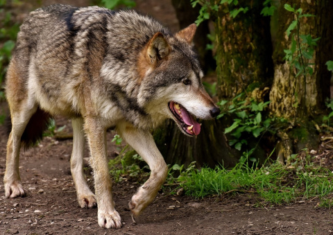 Wolfsdebatte im Westerwald: Tierhalter berichten von Angriffen
