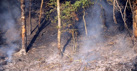 Großer Waldbrand in Wissen - zahlreiche Feuerwehren aus der Region im Einsatz