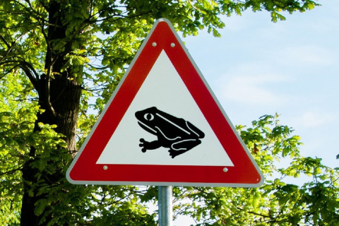 Amphibienwanderungen f�hren zu n�chtlichen Stra�ensperrungen im Westerwaldkreis