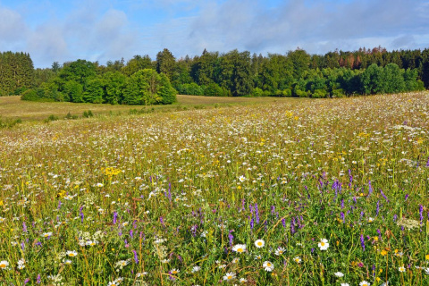Windparkpl�ne bei Bellingen sto�en wegen Lage nahe Schutzgebieten auf scharfe Kritik