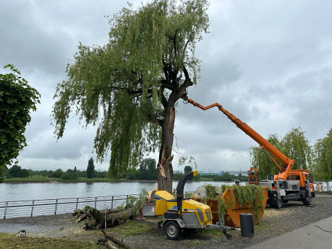 Neuwied: Servicebetriebe f�llen besch�digte Weide am Deich