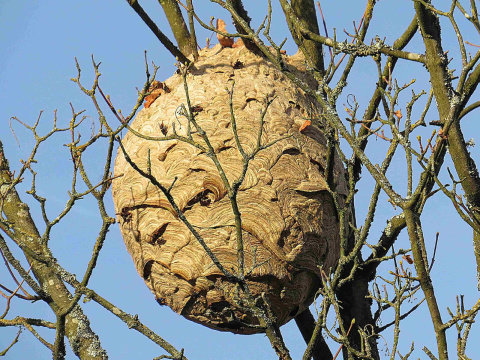 Asiatische Hornisse entdeckt: Großes Nest in Wissen aufgetaucht