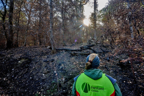 Waldbr�nde in Rheinland-Pfalz: R�ckblick und Ausblick auf die Erholung