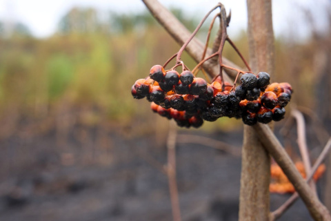 Waldbrand in Gebhardshain: Jugendliche unter Verdacht der fahrl�ssigen Brandstiftung