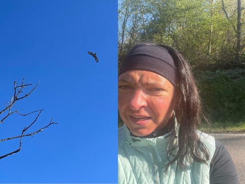 Angriff aus der Luft: Raubvogel attackiert Joggerin zwischen Ltzelauer Mhle und Limbach