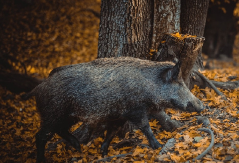 Afrikanische Schweinepest im Landkreis Neuwied: Vorsicht statt Panik