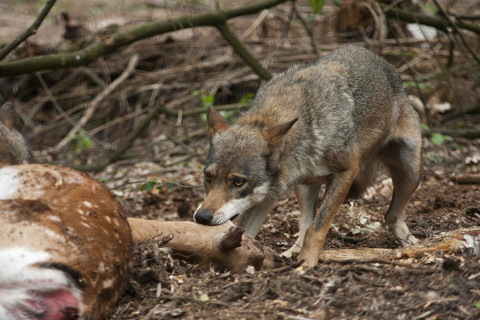 Wolf im Westerwald: Neues Jagdgesetz in Rheinland-Pfalz sorgt f�r Kontroversen