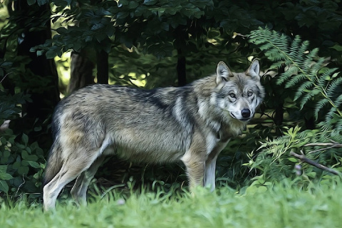 Welle der Emprung wegen illegal im Westerwald erschossener Wlfin