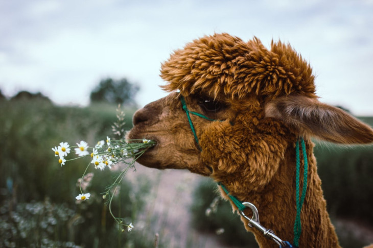 Ein Tag mit Alpakas: Entschleunigung auf dem Brunnenhof in Reiferscheid