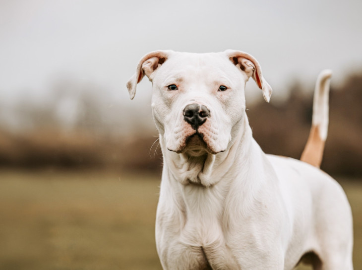 Mein Name ist Bobby: Ich bin ein bisschen dickk�pfig, unheimlich verschmust und suche ein Zuhause