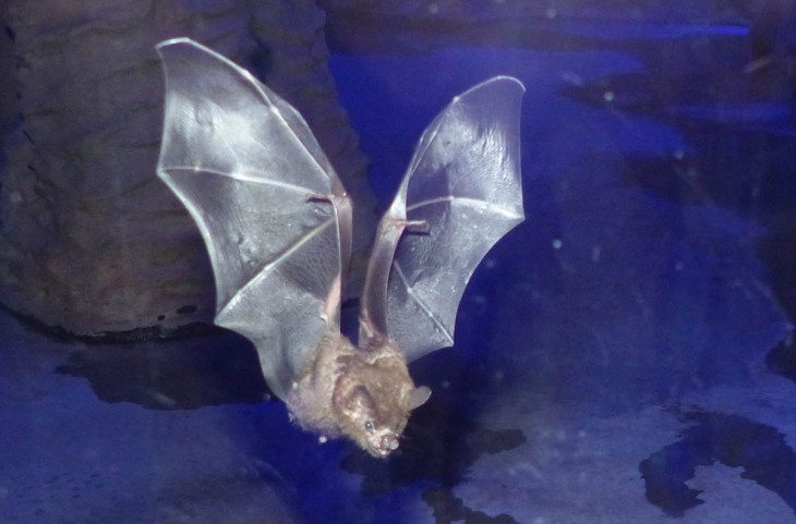 Flederm�use leben im Nachttierbereich des Zoo Neuwied, der einen umgekehrten Tag-Nacht-Rhythmus hat. Foto: Franziska Waked