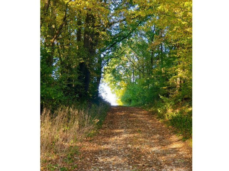 Pilgerweg auf den Spuren von Hildegard von Bingen