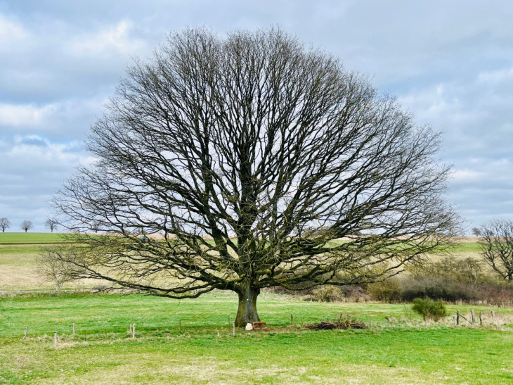 Altehrw�rdige Riesen: Alte Eiche in der Weiherbach wird zum Naturdenkmal