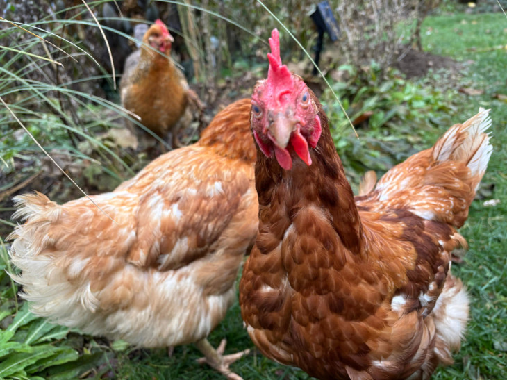 Aus der Massentierhaltung in die Idylle des Westerwalds: Pauline und Silke sehen zum ersten Mal die Sonne 