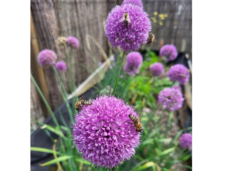 Artenvielfalt im Westerwald st�rken: So werden Garten und Balkon zum N�tzlingsparadies