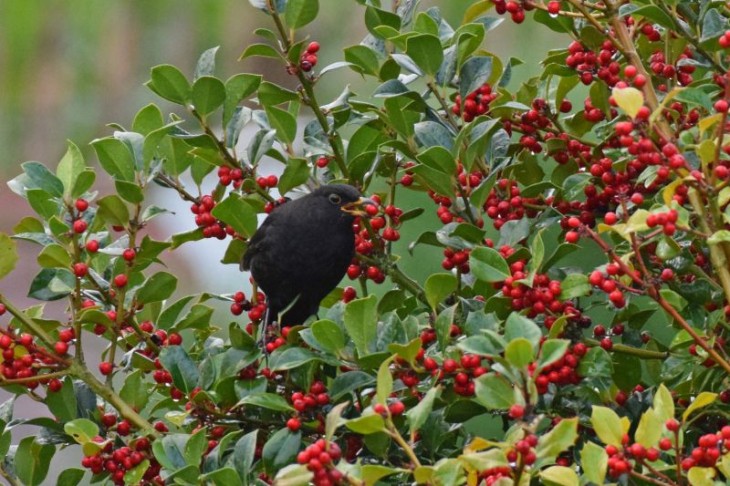 Warum knnen Vgel giftige Beeren fressen? - Die Naturschutzinitiative e.V.  (NI) gibt Antwort | WW-Kurier.de