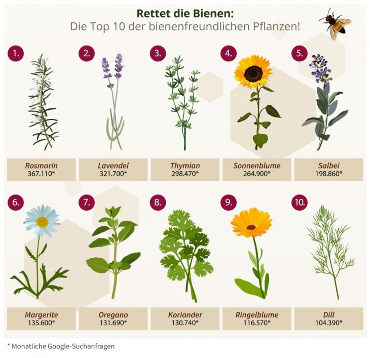 Welttag der Biene: zehn insektenfreundliche Pflanzen, die Sie aussen  sollten | AK-Kurier.de